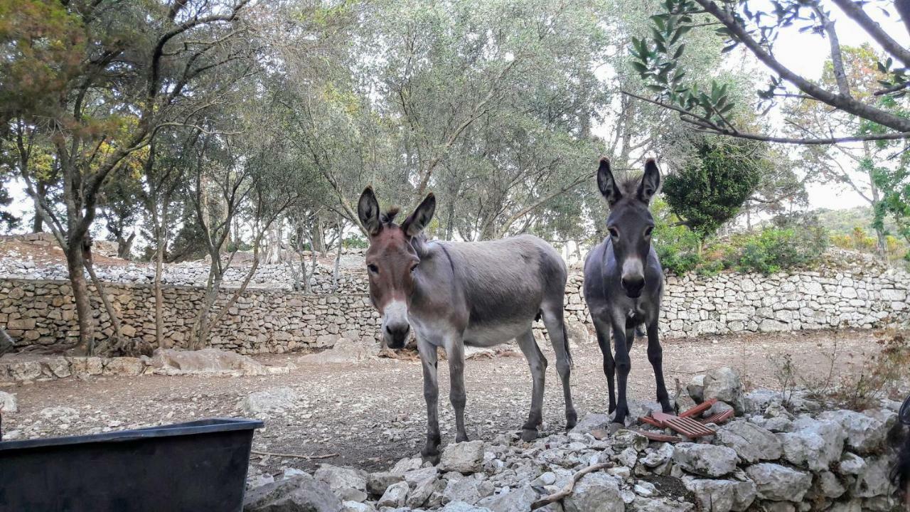 Authentic Ap For 2, Babino Polje,Mljet Leilighet Eksteriør bilde